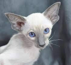 Siamese Kittens Oriental Siamese Cats In Illinois Siamese Cats For Sale Siamese Cats Siamese Cats Blue Point