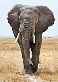 Would You Use A Notepad Made From Elephant Poo Elephants Photos Elephant Images Animals