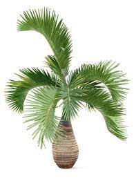 Bottle Palm Tree Care Learn How To Grow A Bottle Palm Tree