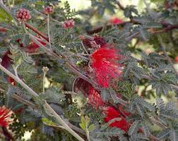 Baja red fairy duster can be used in full sun or part shade, and is tolerant of most soil types. Calliandra Californica Wikipedia