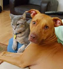 We have everything you need for a truly enjoyable experience with a pitbull puppies for sale are in various types, the american pit bull terriers come in many colors american pitbull dog, blue bully pitbull puppies for sale near me, blue nose bully. Red Nose Pitbull Pros Cons And Your Ultimate Faq