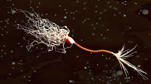 3d Neuron Myelin Sheath Model 3d Model Neurons 3d Anatomy Model