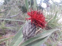 Image result for Pleiotaxis