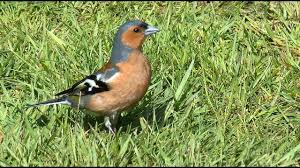 Sounds Of Nature Chaffinch Bird Call Bird Song Chaffinch Bird Calls Weird Birds