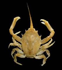 Image result for Crabbea velutina