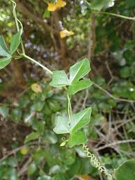 Image result for Kedrostis crassirostrata