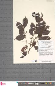 Image result for Cleistanthus polystachyus