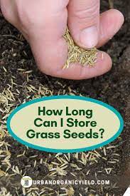 How Long Can I Store Grass Seeds Grass Seed Planting Grass Grass