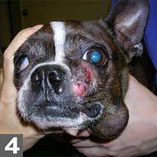 Since a dog can develop lymphoma in multiple areas of the body, many veterinary professionals recommend chemotherapy over surgery. Diagnosis Management Of Canine Mast Cell Tumors Clinician S Brief