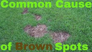 How to treat dog urine spots on grass | before and after. Quick Answer How Do I Fix Brown Spots In My Lawn From Dog Urine Black Lights