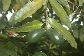 Image result for Picralima nitida