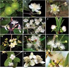 Image result for Myrtaceae