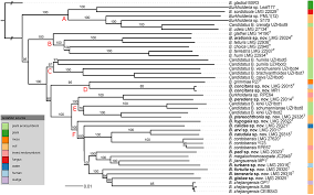 Image result for Tricalysia semidecidua