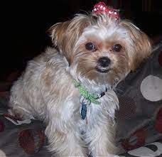 Shorkie A Definitive Review Of The Shih Tzu Yorkie Mix And Photos Animalso