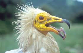 The egyptian vulture (neophron percnopterus), also called pharaoh's chicken, is a small old world vulture about 60 cm (24 inches) long. An Unusual Source Of Essential Carotenoids Nature