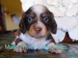 Reg.pra clear miniature dachshund puppies texas, san antonio. Muddy River Dachshunds Chocolate And Tan Piebald Dachshund Puppy Miniature Dachshund Dachshund Puppies For Sale