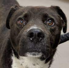 Dogs For Adoption Petfinder Dog Adoption Dogs Up For Adoption Dog Pounds
