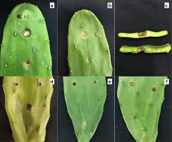 Recipe for prickly pear juice and prickly pear syrup along with some fun and useful health facts about the fruit. Alternaria Species Associated With Cladode Brown Spot In Cactus Prickly Pear Nopalea Cochenillifera Springerlink