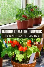 The beefsteak tomato is by far the most popular type of home garden tomato plant grown in north america. Expert Tips For Growing Tomatoes Indoors Tomato Plant Guide