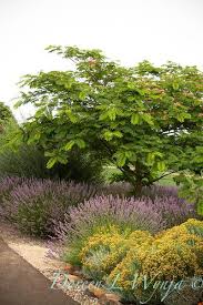 Www Eyeofthelady Com With Keywords Provence Paisajismo Arbol Frondoso Y Jardines