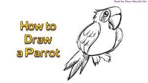 These birds are native to new zealand and is a species of la. Cartoon Galery Net Cartoon Parrot Drawing