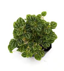 Image result for Peponium sp. A