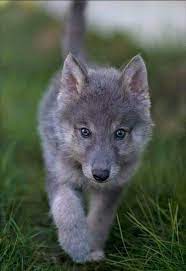 Pin By Tracy Tribble On Wolfe Baby Wolves Wolf Dog Wolf Spirit Animal