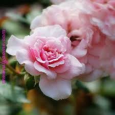 pin by هيام on places to visit flowers rose plants