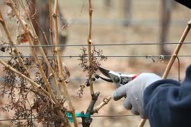Image result for grape pruning
