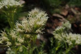 Image result for Stomatanthes