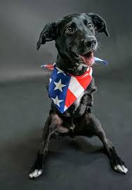 Five months of age and older and 30 pounds or more: Check Out Jett The Two Wheeled Wonder Of The 2021 Puppy Bowl Daily Paws
