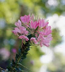 Image result for Cleome