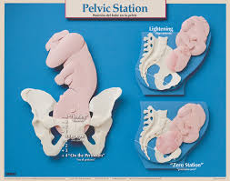 Pelvic Station Chart