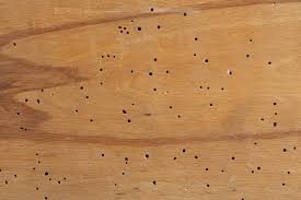 Drywood termites live and feed inside wood. How To Get Rid Of Termites A Complete Guide To Termite Infestation