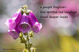 Foxglove And Ladybugs Haiku Poetry Art Etsy Poetry Art Haiku Poetry Foxglove