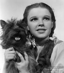 Who said they don't make smokey and the bandit movies anymore?! About The Classic Wizard Of Oz Movie Cast Interviews Behind The Scenes Costumes Lots More Wizard Of Oz Movie Toto Wizard Of Oz Wizard Of Oz 1939