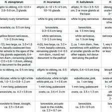 Image result for Flabellariopsis acuminata