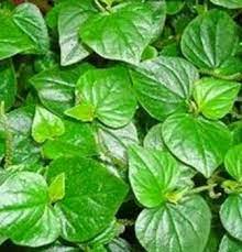 Cara mengonsumsi daun sirih cina. 16 Manfaat Daun Sirih Cina Bagi Kesehatan