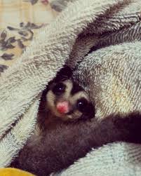 Sugar Glider And Me Posts Facebook