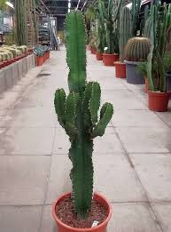 Image result for Euphorbia candelabrum