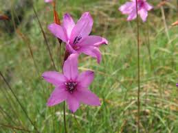 Image result for Dierama cupuliflorum