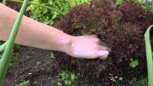 Maybe you would like to learn more about one of these? Gartentipp Blattsalat Ernten Youtube