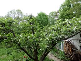 Je nachdem, wie viel platz man im garten hat, kann man einen richtig großen apfelbaum kaufen oder auch einen. Apfelbaum Gartenbob De Der Garten Ratgeber