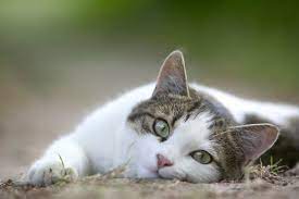Domestic cats, no matter their breed, are all members of one species. Here S Why Cats Hate Belly Rubs So Much