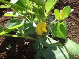 Image result for Arachis hypogaea