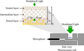 1615 pasadena ave s suite 280: Frontiers Propolis Extract For Onychomycosis Topical Treatment From Bench To Clinic Microbiology