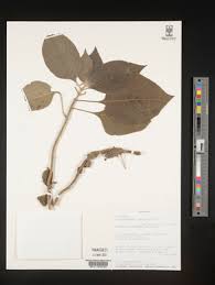 Image result for Achyrospermum laterale