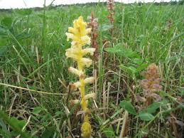 Image result for Orobanche minor