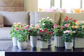 Le rosier en pot est une option idéale pour embellir votre balcon, terrasse ou bien jardin. Cultivez Un Rosier En Pot Sur Un Balcon Gamm Vert