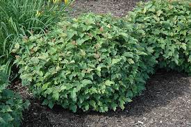 Dwarf european cranberry viburnum features dense, mounded habit. Dwarf European Cranberrybush Viburnum Opulus Nanum In Inver Grove Heights Minnesota Mn At Gertens